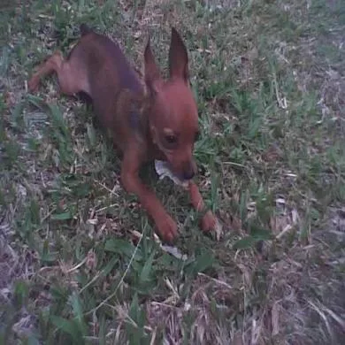 pingo