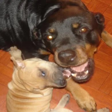 shiva e paloma