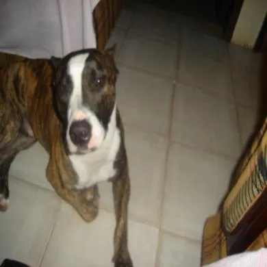 brutus