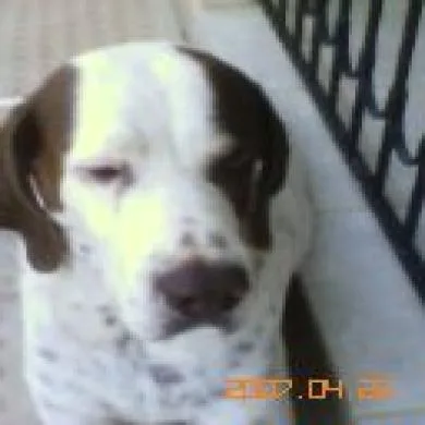 gaucho