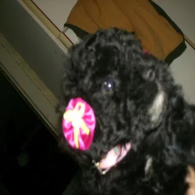 Docinho