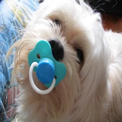 Look Silver Dog