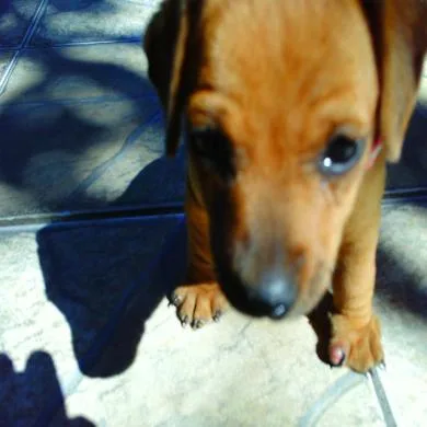 Belinha