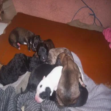 solado,multiplo,cachiado,meuzinha,mel,perolá