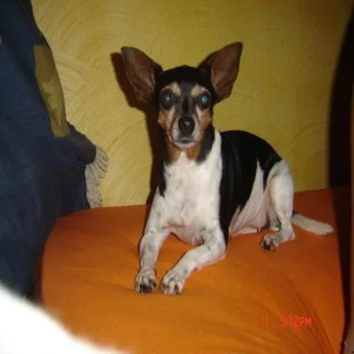 pituxa