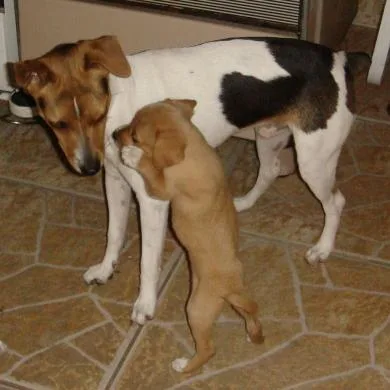 CAPITU