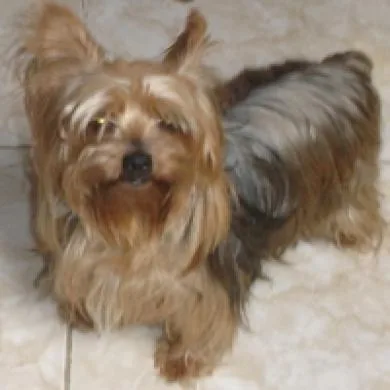 princesa