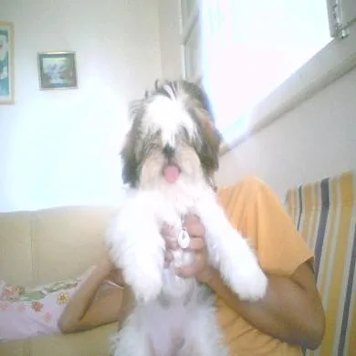 bombom
