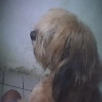 Fofinha