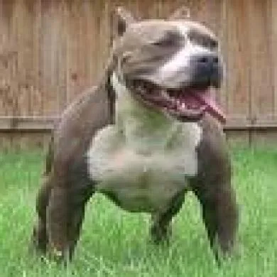 tora