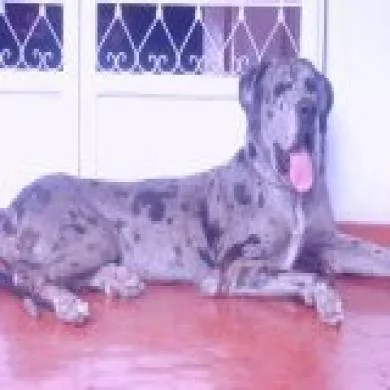 Prince