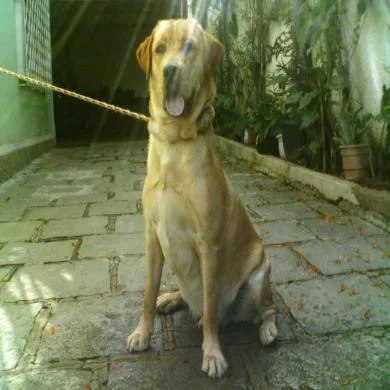 Guga Tere Montain de Barros