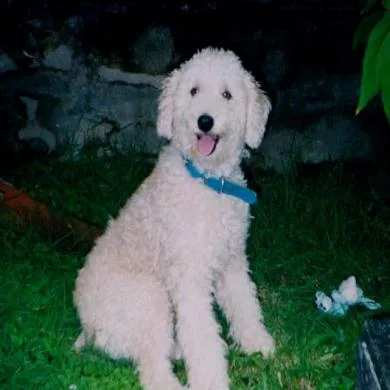 Benji