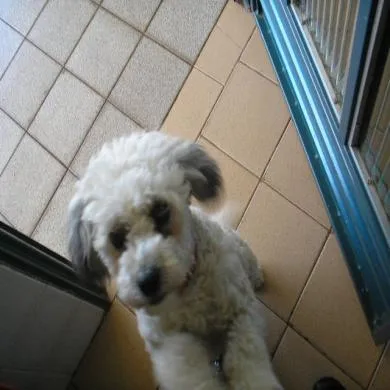 Bellynha