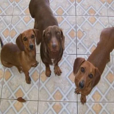 Mole, Snoopy e Mel
