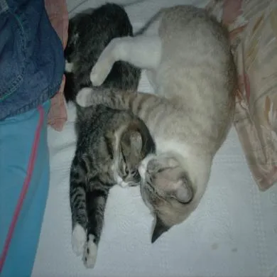 Flor e Mel