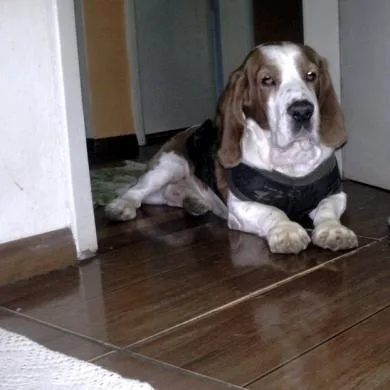 Wilson Teixeira Benites