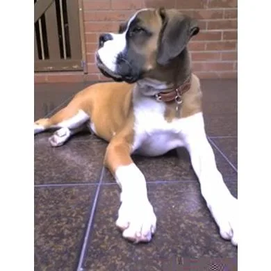 Zeus de Iguassu