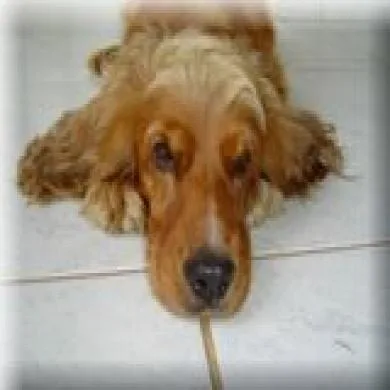 Toffy