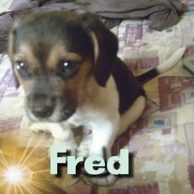 Fred
