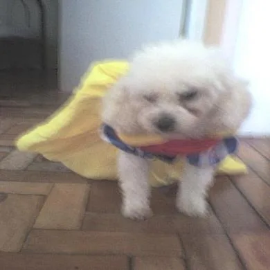 Fadinha