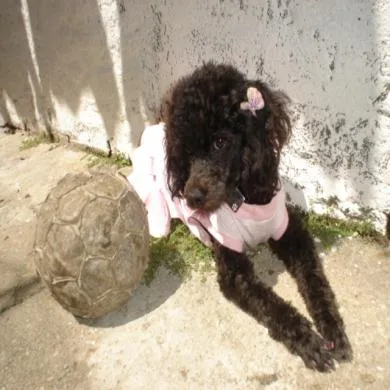 Milla Pulguentinha