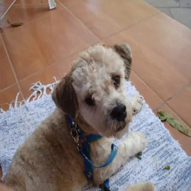 Marley
