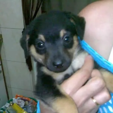 stalone 