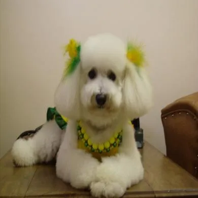 Kitry Rucha