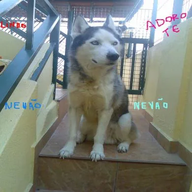 nevao