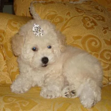 Lili