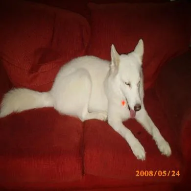 Laika