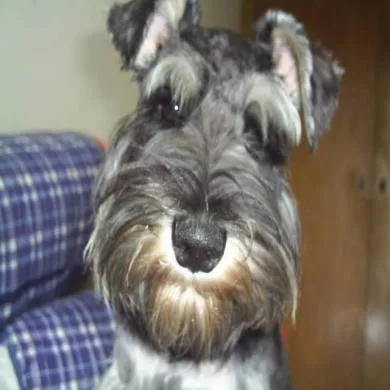 Snoopy