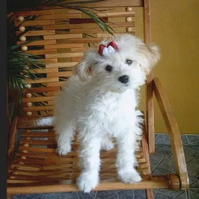 Luna Cristina
