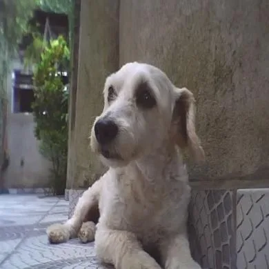Puppy