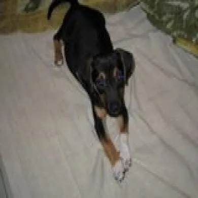 Layla