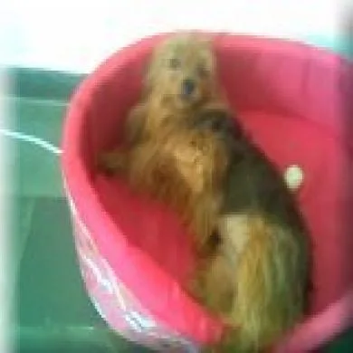 brisa