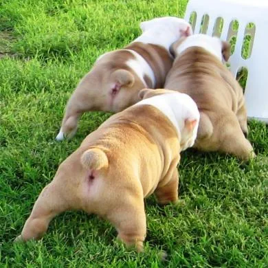 Inglês Bulldog cachorros.