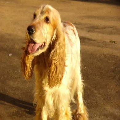 Biba