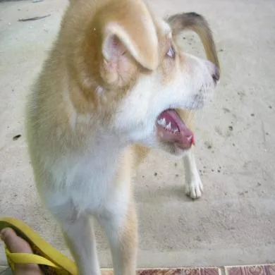 TOBBY