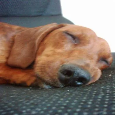 Lola