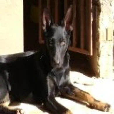 Shirra