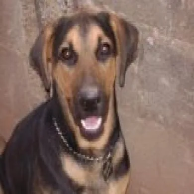 Rotty
