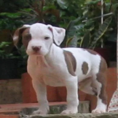 Red Nose