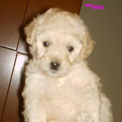 Nina