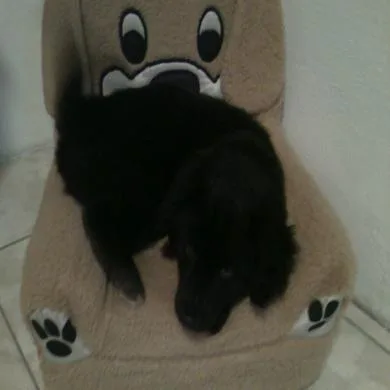 Pietro
