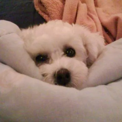 Buba