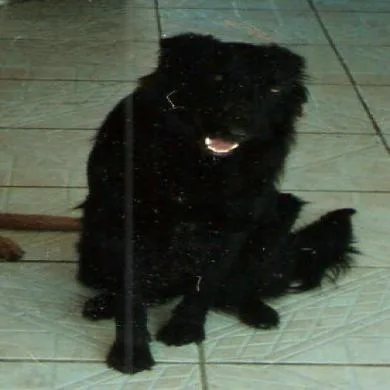 BRIDA