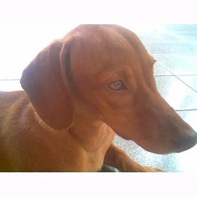 Belinha