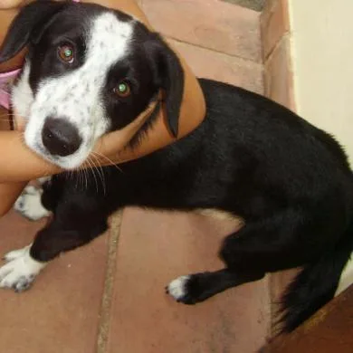 pingo